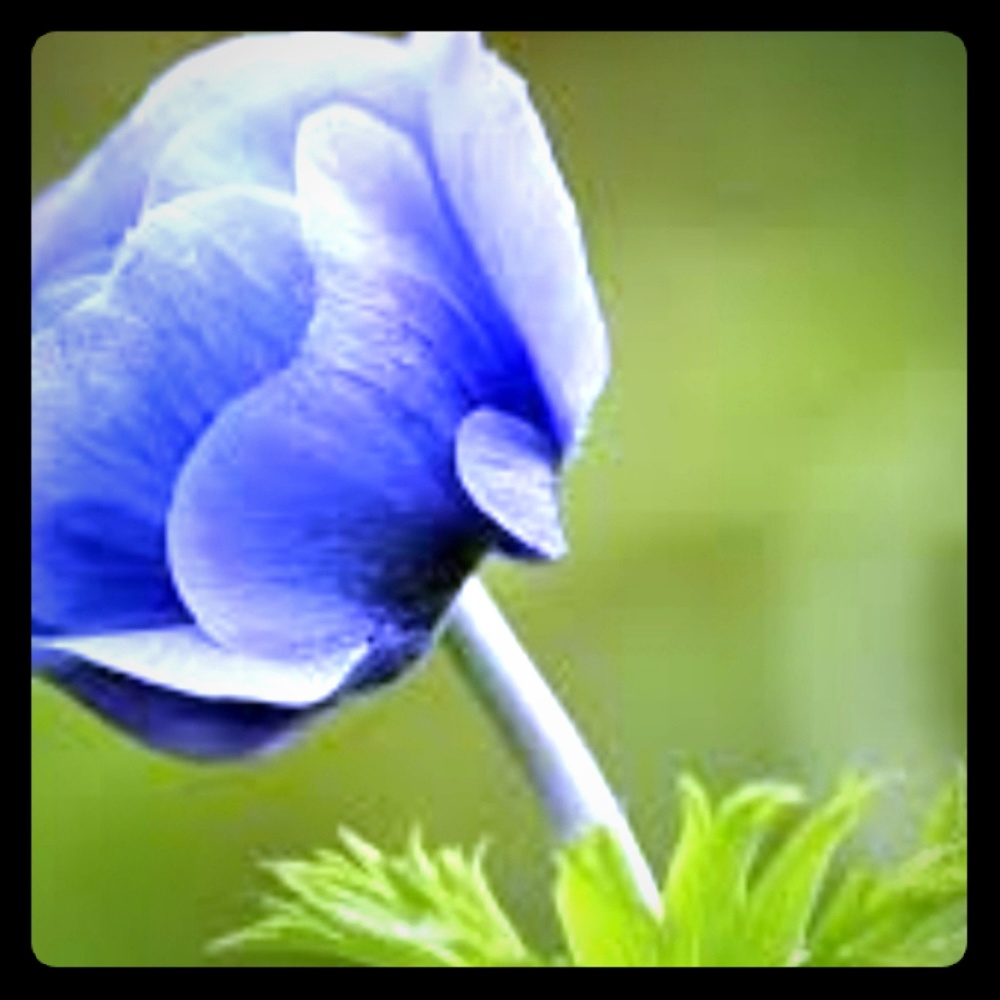 Meet your Posher, Rikki